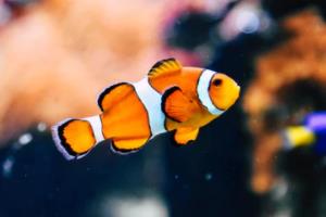 精湛球技助力球队胜利，篮球比赛激情迸发